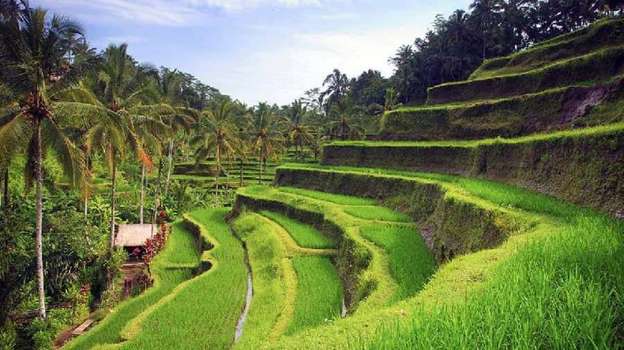 Ubud 3-in-1: Swing, Zipline & SkyBike Adventure - Should you book the Ubud Swing, Zipline & SkyBike 3-in-1?