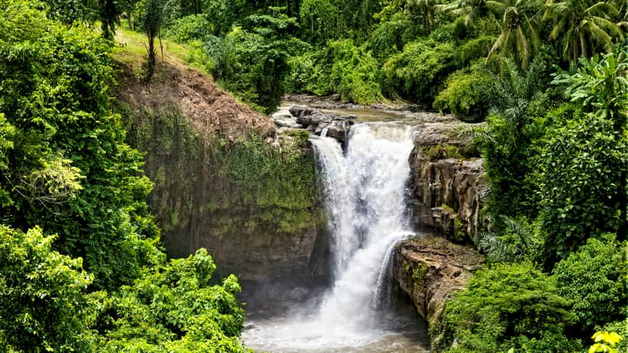 Ubud Adventure: ATV Thrills, Monkey Encounters, & Waterfall - Ubud Monkey Forest: Watching Wild Macaques Like a Pro