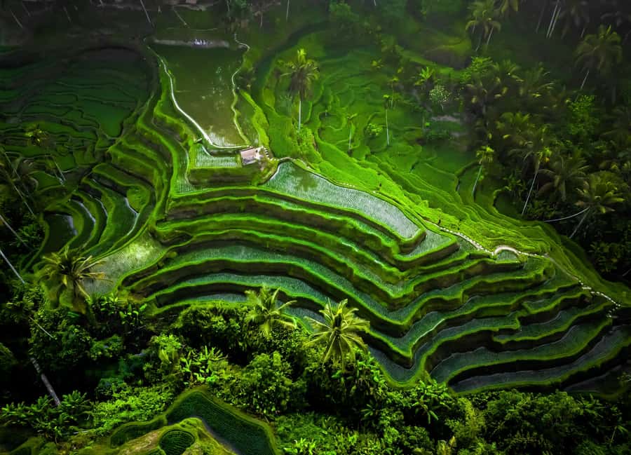 Ubud: All-Inclusive Tour with Optional Lunch - Ubud Palace and the Art Market: Royal Stories and Shopping Time
