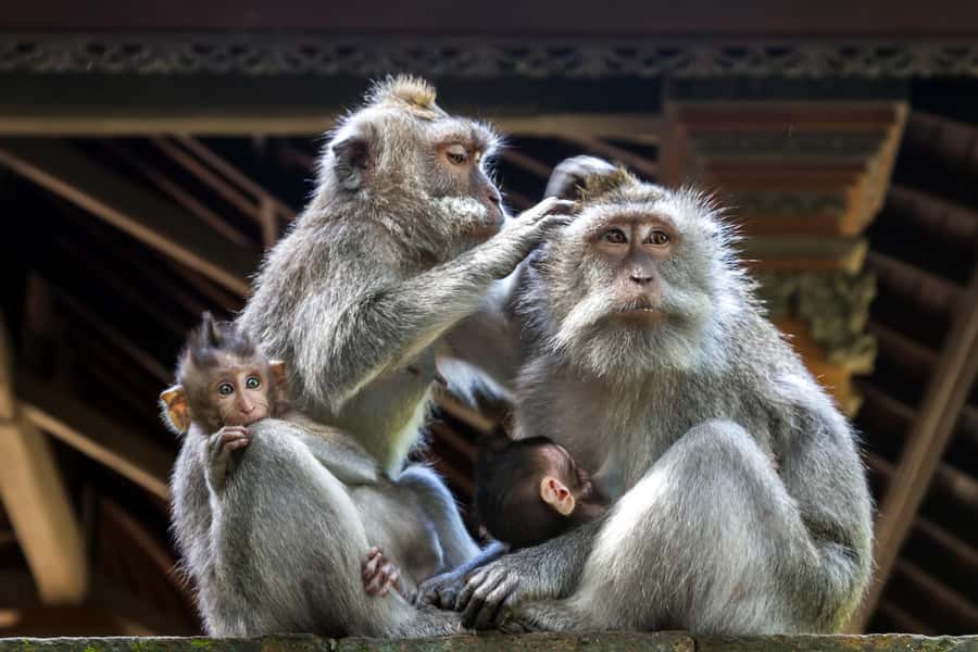 Ubud: All-Inclusive Tour with Optional Lunch - Who This Tour Fits Best (and Who Should Skip It)