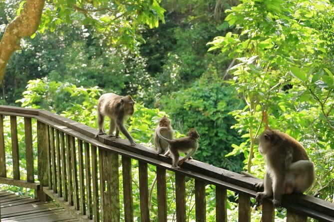 Ubud All-Inclusive Tour with Swing and Lunch - Tegenungan Waterfall: lush views and quick-photo timing