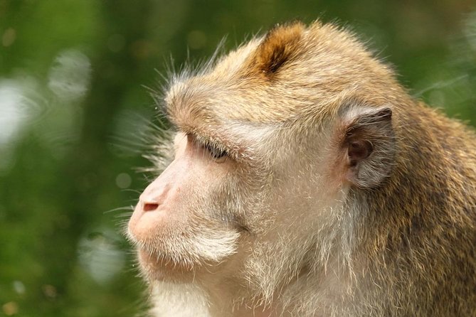 Ubud Art, Monkey Forest and Rice Terrace Tour - Stop 3: Puri Saren Agung Palace and the Shortcut to the Palace-to-Market Zone