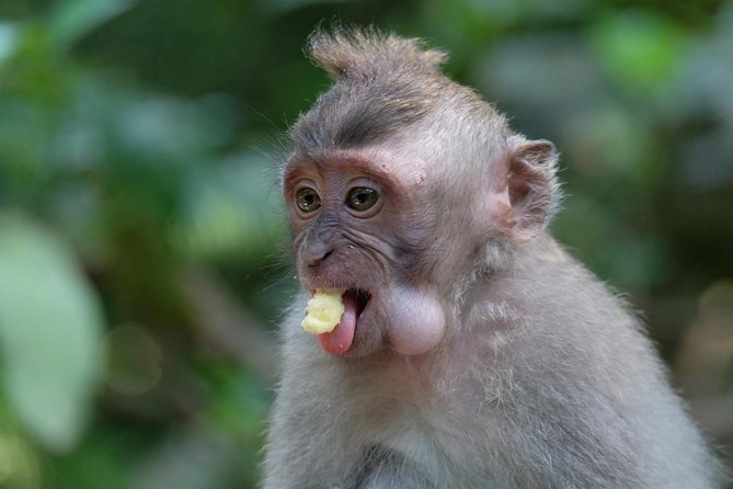 Ubud Art, Monkey Forest and Rice Terrace Tour - Stop 5: Tegalalang Rice Terrace in Ceking/Tegallalang