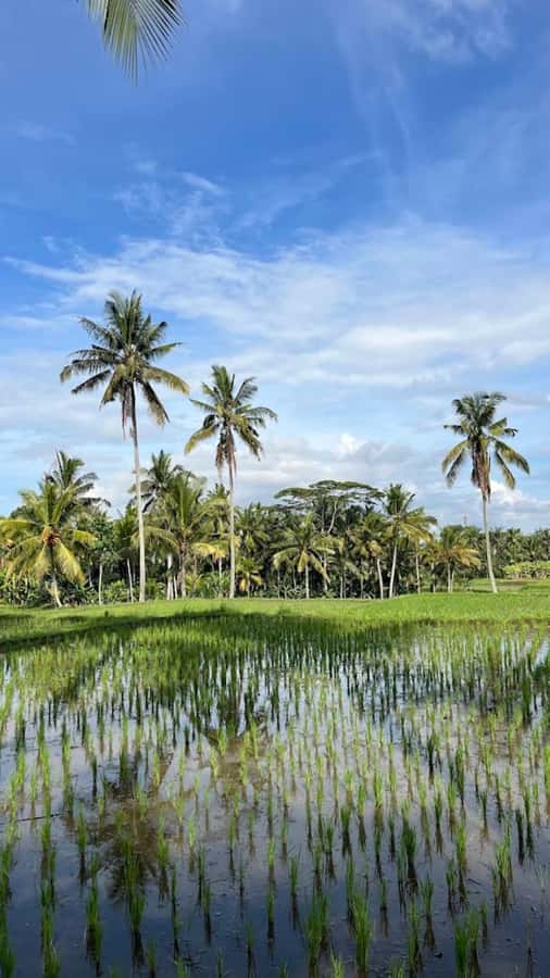 Ubud: Balinese Cooking Class, Rice Field & Market Tour - Key points you’ll care about