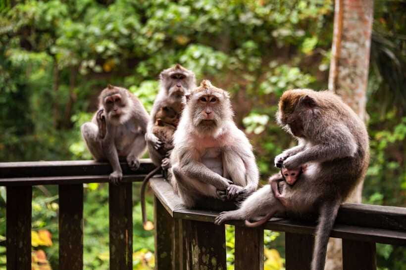 Ubud: Best of Ubud Full-Day Tour with Entry Tickets - Tegenungan Waterfall: A Memorable Stop With Real Stairs