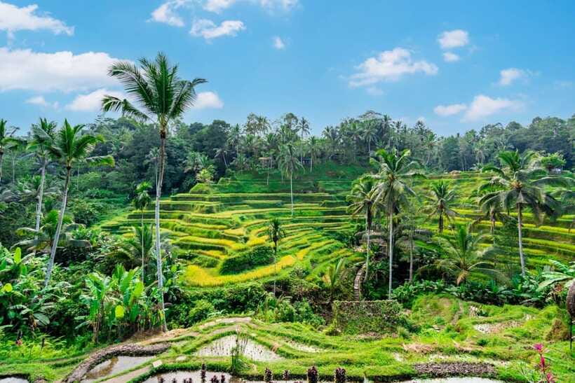 Ubud: Best of Ubud Full-Day Tour with Entry Tickets - Sacred Monkey Forest Sanctuary: Hundreds of Long-Tailed Monkeys