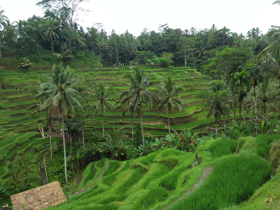 Ubud: Campuhan Ridge Walk, Tegallalang Rice Terrace & More - Ubud Palace + the Traditional Art Market: Culture in Two Small Doses