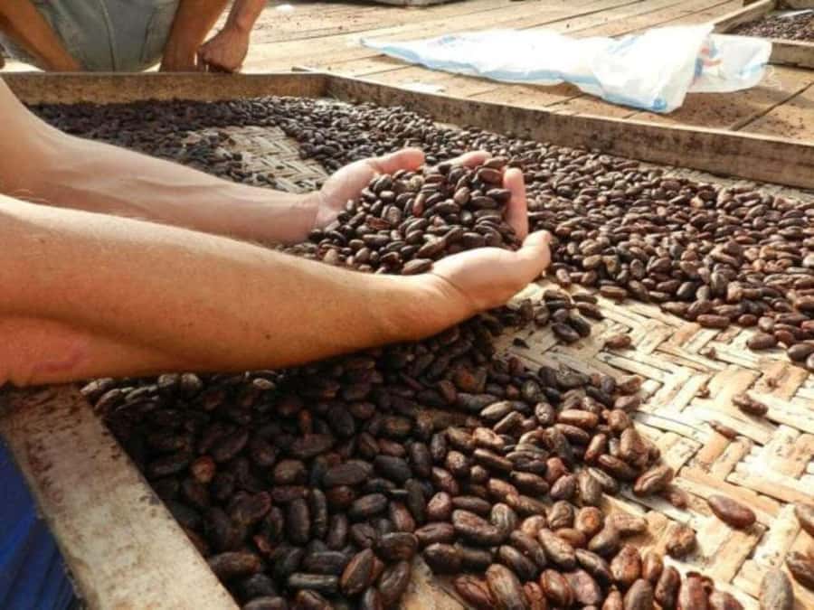 Ubud: Chocolate Workshop, Class & Tasting - Key things to know before you book