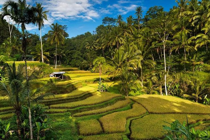 Ubud City Tour II: Monkey Forest, Palace, Art Market, and Rice Terrace - Drivers Matter: What You Can Expect From the Human Part