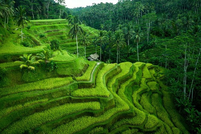 Ubud Countryside Tour: Campuhan Ridge Walk and Rice Terrace - Price and What You Get for About $40