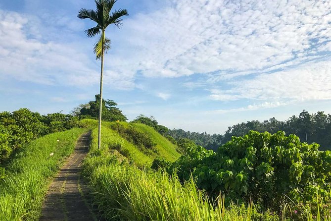 Ubud Countryside Tour: Campuhan Ridge Walk and Rice Terrace - Campuhan Ridge Walk: Easy Trek, Big Reset