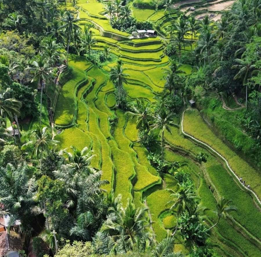 Ubud: Customised private day trip with personal driver - Tirta Empul Temple: When Water and Ritual Matter