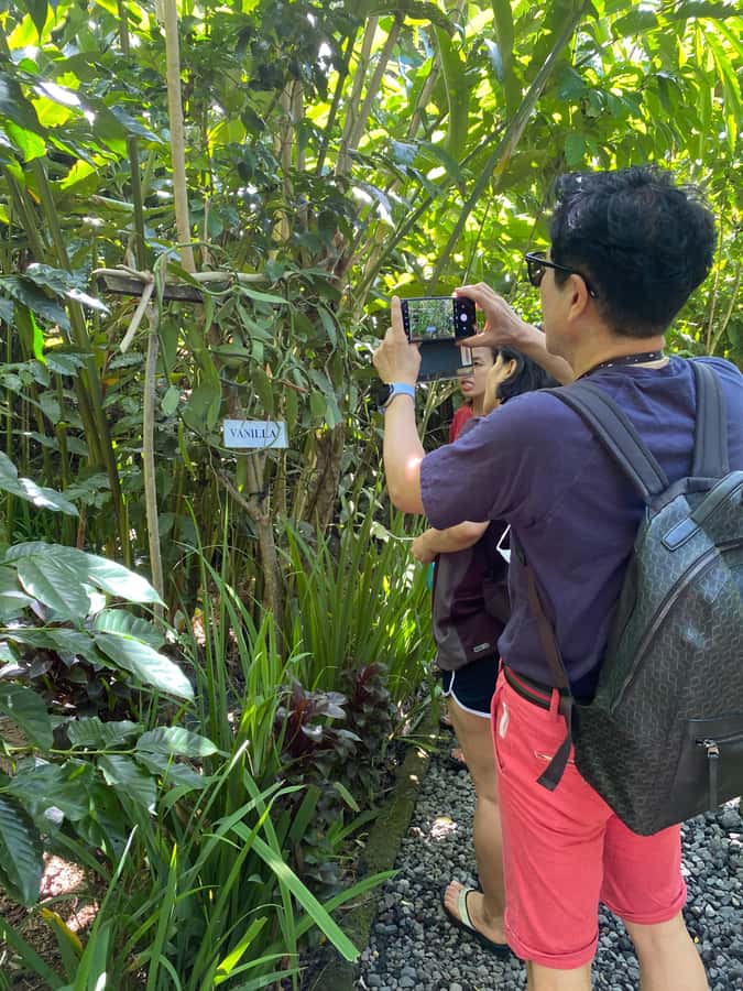 Ubud: Customised private day trip with personal driver - Monkey Forest in Ubud: Fun Energy With a Dose of Common Sense
