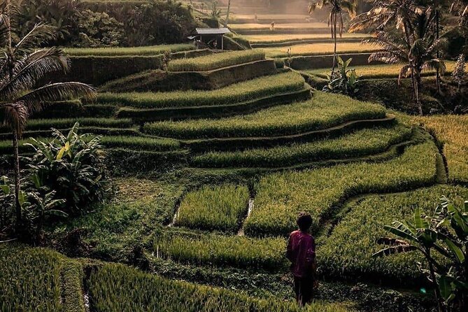 Ubud Customized Full Day Tour - Visit Most favorite In Ubud - Waterfalls on a Tight Timeline: Kanto Lampo and Tibumana