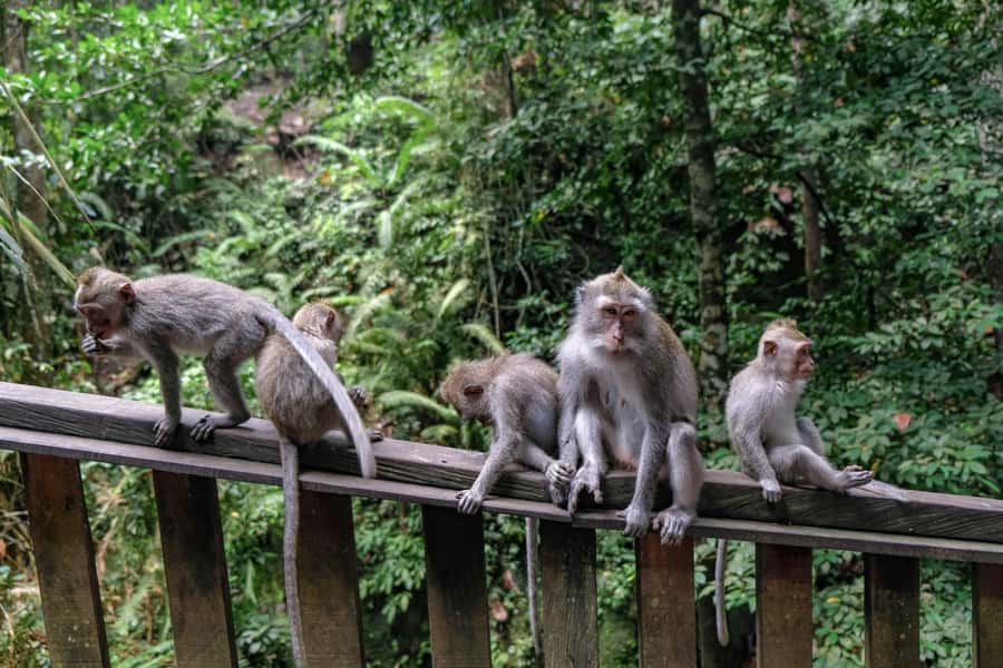 Ubud Customized Tour-Ubud Charter - Key Points You’ll Care About