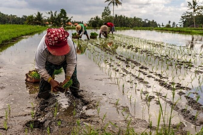 Ubud: Downhill Cycling with Volcano, Rice Terraces and Meal - Lunch in Banjar Laplapan: included, usually good, sometimes not hot