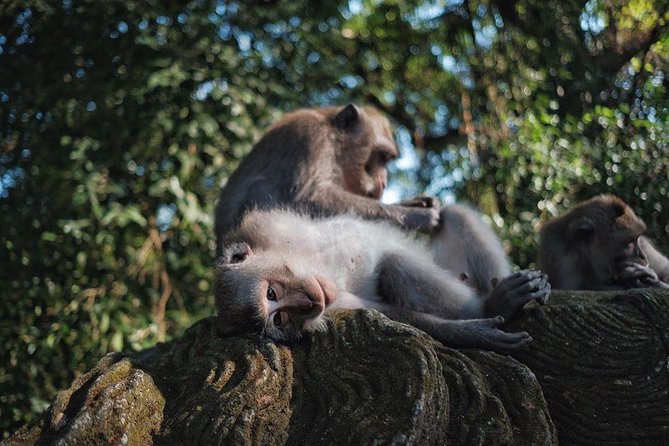 Ubud Excursion: Barong Dance, Art Villages, Nature, Temple and Waterfall - Tegenungan Waterfall: jungle views and real walking