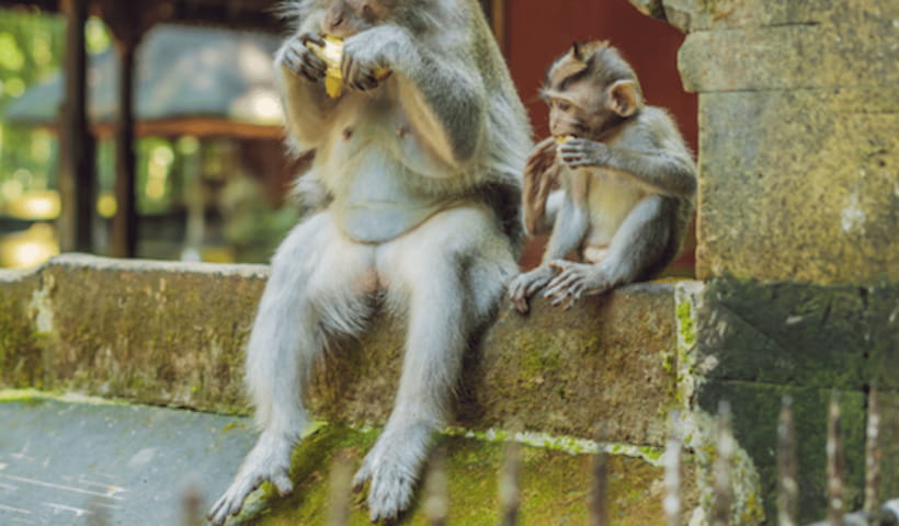 Ubud Full Day Private Tour with All Inclusive - Tirta Empul Temple: Holy Spring Water and the Melukat Ritual