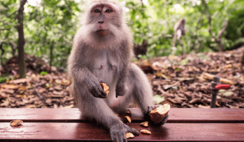 Ubud Full Day Private Tour with All Inclusive - Tegenungan Waterfall: Two Hours of Water, Mist, and Real Bali