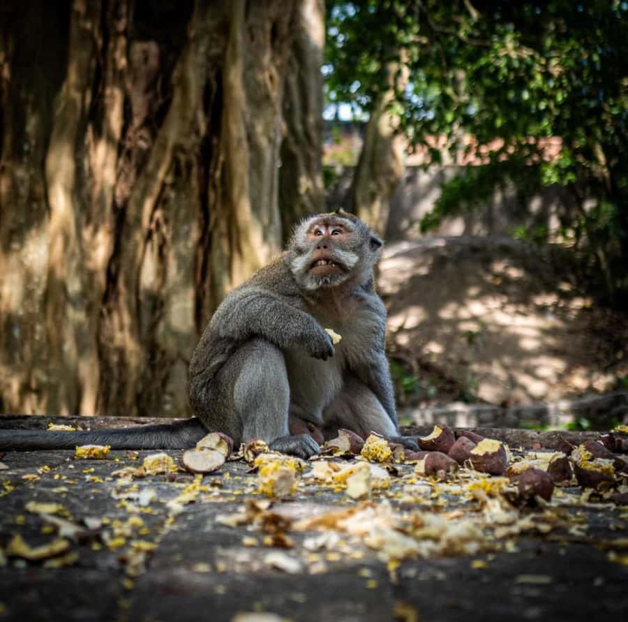 Ubud: Full-Day Rice Terrace, Monkey Forest & Waterfall - Ubud in one day: nature, temples, and a real rhythm
