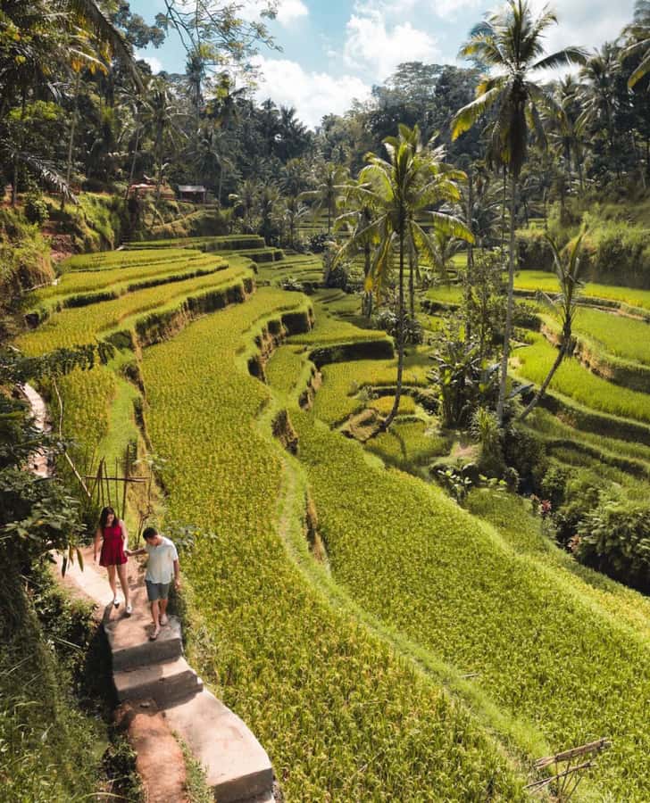 Ubud: Full-Day Rice Terrace, Monkey Forest & Waterfall - Tirta Empul Temple and the purification ritual: when the tour turns meaningful