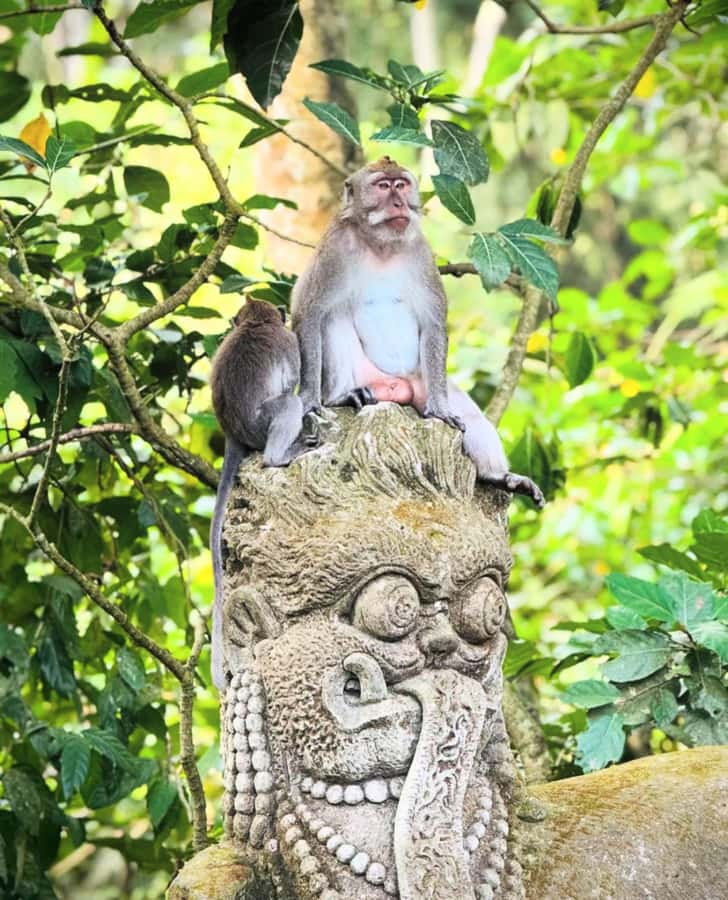 Ubud: Full-Day Rice Terrace, Monkey Forest & Waterfall - Segara Windhu Coffee Plantation: tastings with a practical side