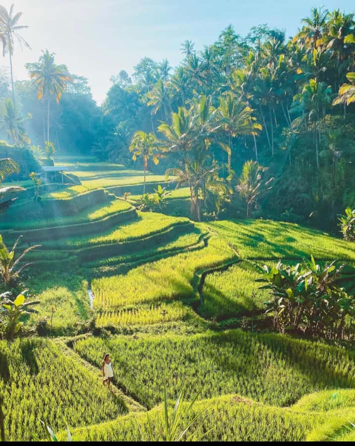 Ubud: Full-Day Rice Terrace, Monkey Forest & Waterfall - Tegalalang Rice Terrace: a classic view with time to walk