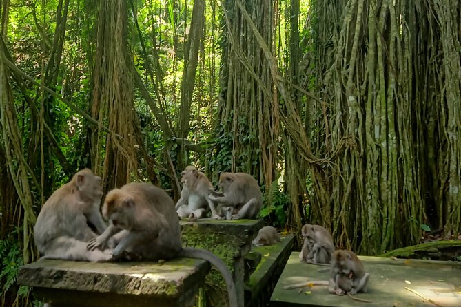 Ubud Guided Tour Monkey Forest, Waterfall, Temple & Rice Terrace. - Tirta Empul Temple: cleansing water and a moment of quiet