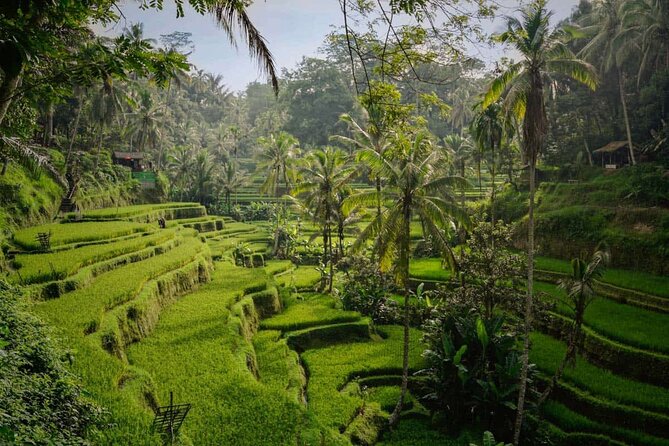 Ubud Highlight: Best of Ubud Private Day Tour with Local Guide - Sacred Monkey Forest Sanctuary: start with jungle energy