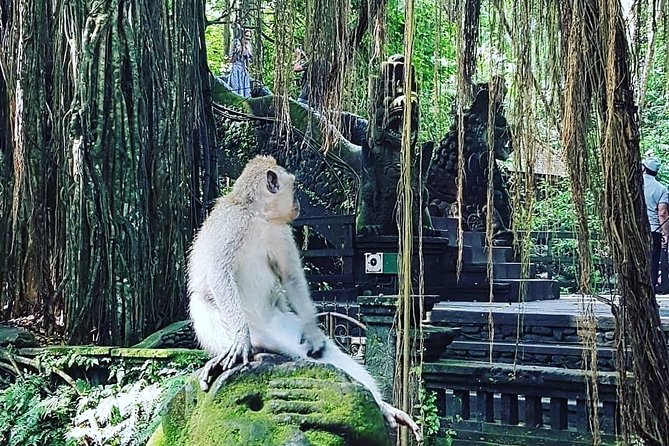 Ubud iconic waterfall and temple tours - Why this Ubud day loop works (and what it doesn’t try to do)