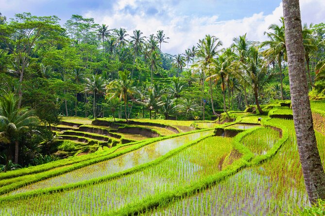 Ubud Jungle Adventure: Tirta Empul & Bali Swing - Sacred Monkey Forest Sanctuary: watching long-tailed macaques roam