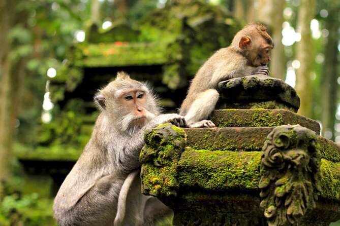 Ubud Jungle Adventure: Tirta Empul & Bali Swing - The 8-hour rhythm: why the timing feels realistic