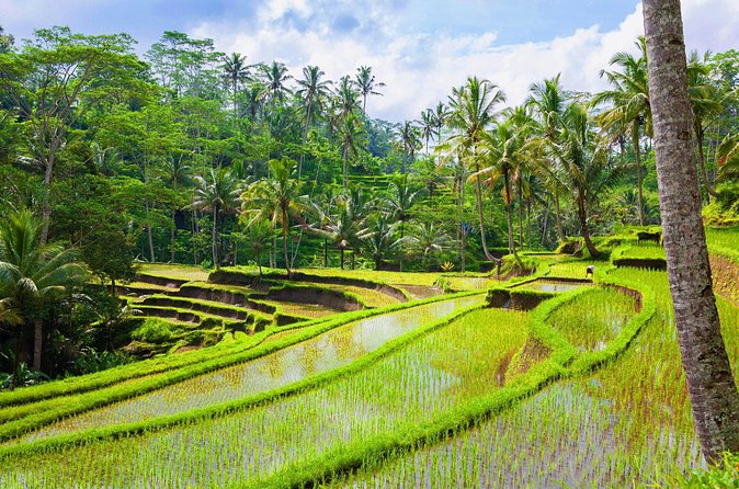 Ubud Jungle Adventure: Tirta Empul & Bali Swing - Service quality: the driver/guide touch that makes it feel easy