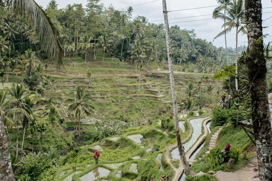 Ubud: Monkey Forest, Ceking Rice Terraces and More– Full Day - Key Things I’d Prioritize on This Ubud Day
