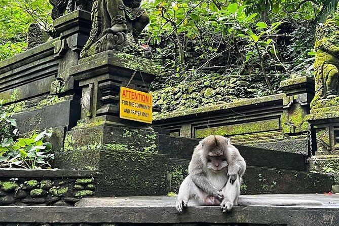 Ubud Monkey Forest, Rice Terrace & Tirta Empul Temple Tour - Ubud Jungle Swing: scenic thrills, but budget for the swing fees