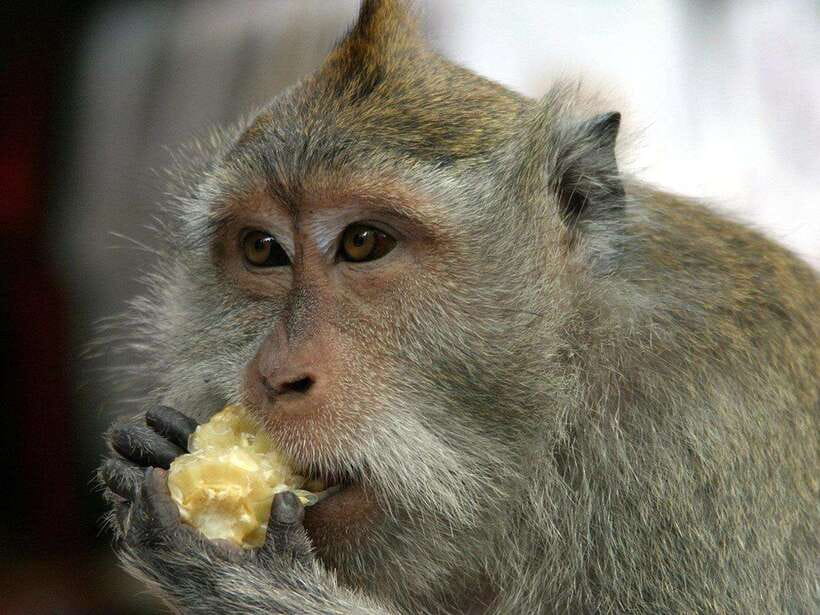 Ubud : Monkey Forest, Rice Terrace, Waterfall / Private Tour - Key points worth knowing before you go