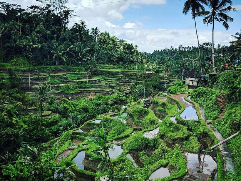 Ubud : Monkey Forest, Rice Terrace, Waterfall / Private Tour - Why this Ubud private route makes sense for your Bali day