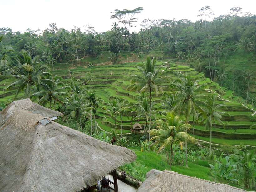 Ubud : Monkey Forest, Rice Terrace, Waterfall / Private Tour - Monkey Forest (Sacred Monkey Forest Sanctuary): temples plus monkeys in a protected reserve