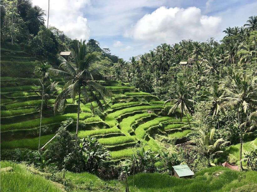 Ubud : Monkey Forest, Rice Terrace, Waterfall / Private Tour - Tegenungan Waterfall: misty jungle drama to end the day