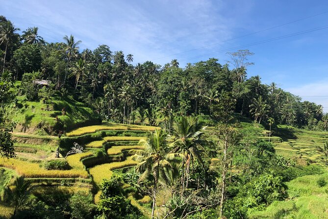 Ubud : Monkey Forest, Rice Terrace, Waterfall, Swing - Sacred Monkey Forest Sanctuary: your forest start point