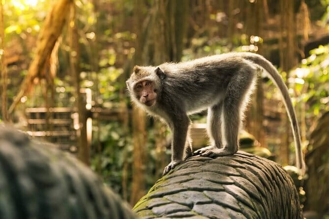 Ubud: Monkey Forest, Rice Terraces and Jungle Swing Tour - Key Highlights You’ll Actually Use