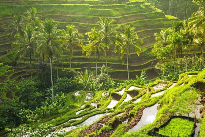 Ubud: Monkey Forest, Rice Terraces and Jungle Swing Tour - Ubud in One Long Day: How This Tour Adds Up