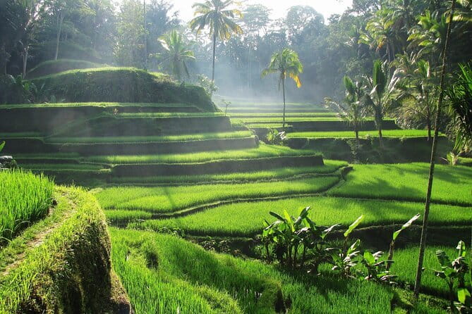 Ubud: Monkey Forest, Rice Terraces and Jungle Swing Tour - Happy Swing Bali and Tegenungan Waterfall: Two Photo Stops, Two Different Vibes
