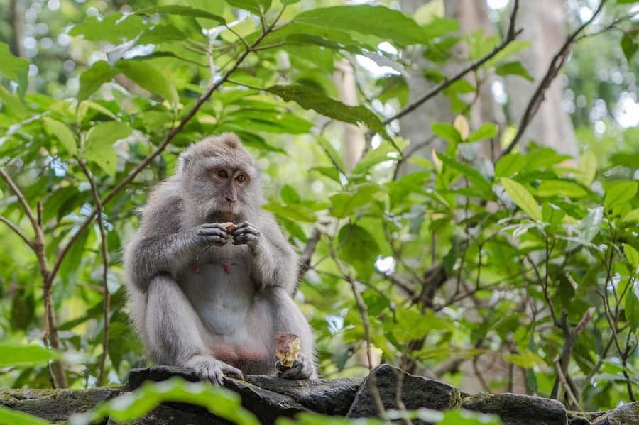 Ubud:Monkey Forest, Rice Terraces, Water Temples, Waterfalls - A calm way to see Ubud’s icons with a local driver-guide