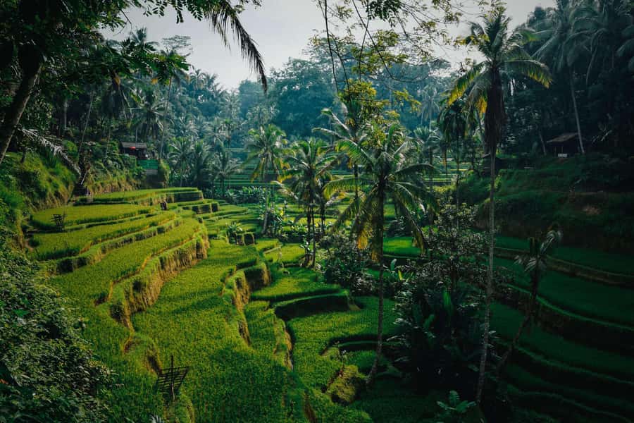 Ubud:Monkey Forest, Rice Terraces, Water Temples, Waterfalls - Price and value: what you’re really paying for at about $19