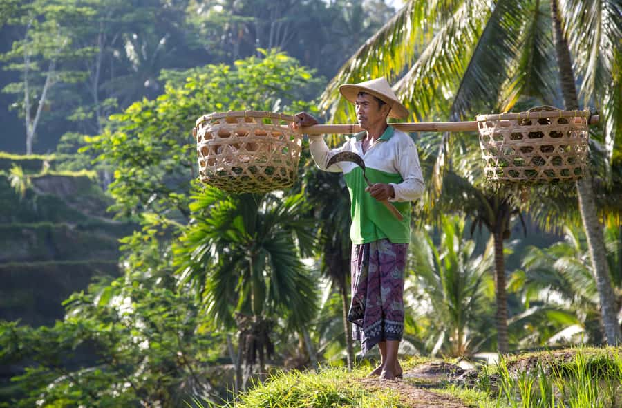 Ubud:Monkey Forest, Rice Terraces, Water Temples, Waterfalls - Sacred Monkey Forest Sanctuary: seeing macaques without the chaos