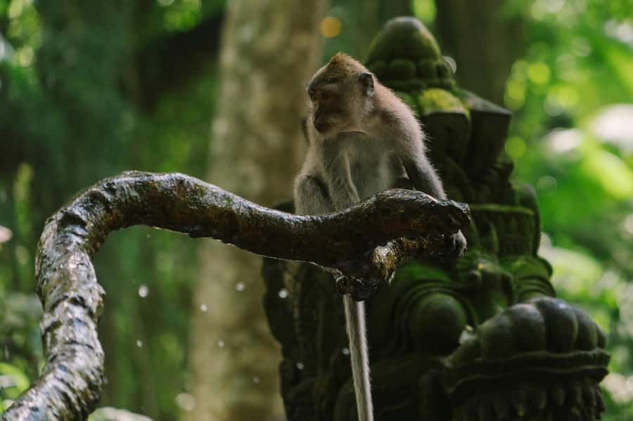Ubud, Monkey forest, Riceterace Waterfall, Purification - A Full Ubud Day: Temples, Monkeys, Terraces, Waterfall, and Purification