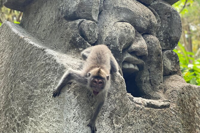 Ubud Monkey Forest Sanctuary Entrance Ticket All Inclusive - Why the Monkey Forest Feels Different Inside Ubud