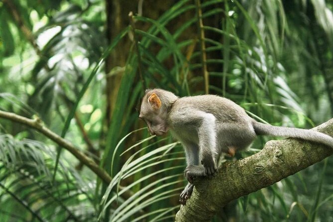 Ubud Monkey Forest, Scenic Rice Terrace with Swing and Waterfall - Tegalalang Rice Terrace: Stunning Views, and a Stop That Divides Opinions