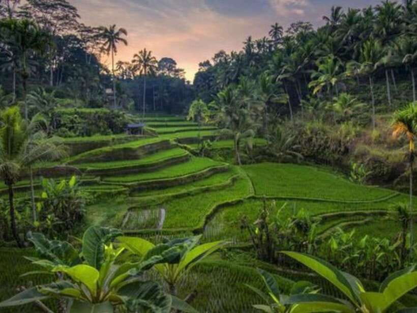 Ubud: Monkey Forest, Temple, Rice Terraces, Hidden Waterfall - Ulu Petanu Waterfall: Easy Access, Real Swimming Time